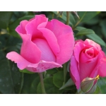 The Mc.Cartney Rose (Зэ Маккартни Роуз)